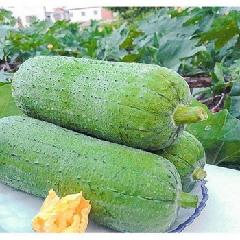 轻恋【现摘现发】农场自种新鲜肉丝瓜短棒肉丝瓜水瓜新鲜 5斤肉丝瓜