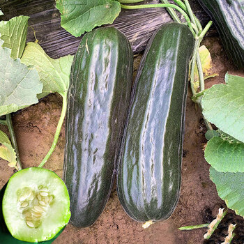 瓜种子糖度高早熟高产薄皮四季播阳台基地种水果 黑皮棱子酥1000粒