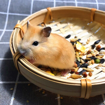 仓鼠活体 金丝熊活物仓鼠幼崽活体小宠物鼠 布丁1只 普通快递