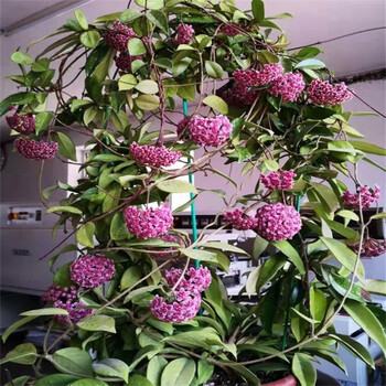 球兰室内外爬藤吊兰盆栽绿叶花心球兰苗垂吊攀援花卉观赏植物阳台球兰