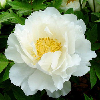 苗庭院牡丹树苗地载室外观赏植物好养阳台 白王狮子4-6分支(当年开花)