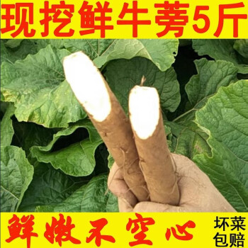 想妮（xiangni）【2022新鲜出土】新鲜牛蒡新鲜 牛榜农产品生鲜蔬菜黄金牛蒡5斤