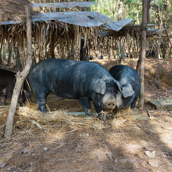 大别山农家猪尾巴新鲜猪土猪肉猪尾巴整根1000g