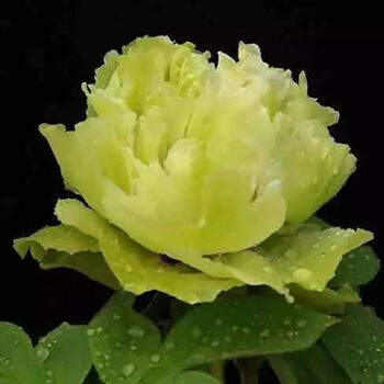 牡丹花苗盆栽大苗正宗洛阳观赏菏泽重瓣花卉庭院牡丹花树苗绿玉1316
