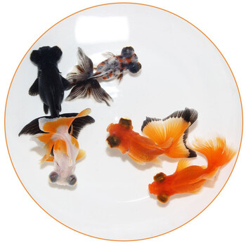 萌小星金鱼活体随机金鱼5条35cm观赏鱼活体兰寿金鱼淡水冷水好养招财