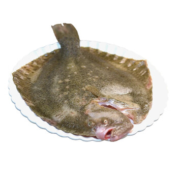 海腾达新鲜特大多宝鱼鲜活冷冻海鱼鲽鱼鸦片鱼大比目鱼整条海鲜水产4
