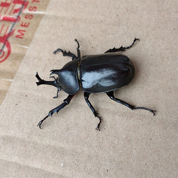 甲虫活体独角仙成虫幼虫甲虫昆虫宠物 独角仙成虫 5 6厘米公虫 图片价格品牌报价 京东