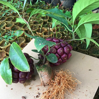 黑老虎苗布福娜水果树苗爬藤植物耐寒品种南北方庭院阳台盆栽种植 黑