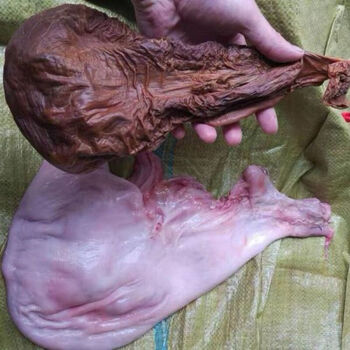 吉林梅花鹿胎盘 整个发货 可以磨粉 鹿胎盘 干鹿胎盘