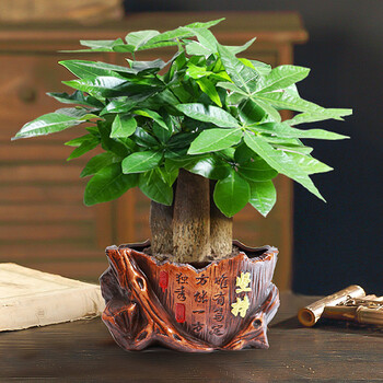 【顺丰发货】发财树小盆栽花卉绿植物办公室内吸甲醛绿萝文竹水培树好