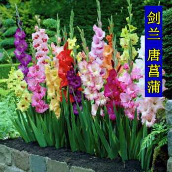 春秋季宿根花卉种子剑兰种球根苗庭院花种子唐菖蒲种球根菖兰盆栽花卉四季种易活花籽阳台观花植物剑兰种球混色