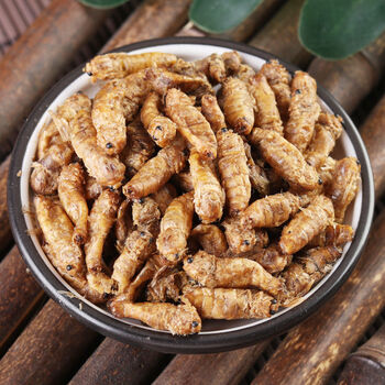 雄蚕蛾中药材雄蚕蛾纯公蝉俄晚娥魏蚕峨雄天蛾可磨粉未交配交尾可做