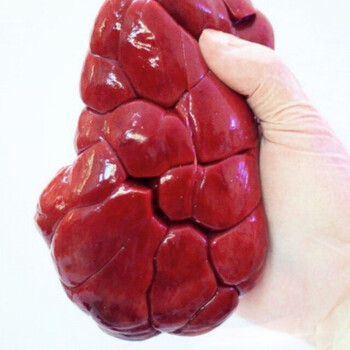 新鲜现取整个牛腰子牛肾冷鲜牛腰子现宰黄牛腰子 2斤【一整副牛腰】