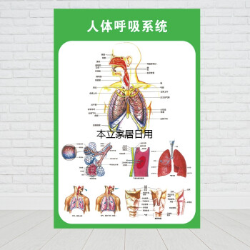 人体呼吸全过程循环图图片