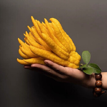 佛手柑佛手果新鲜金佛手大果清供闻香摆盘食用观赏1斤大果单果一斤