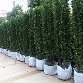 四季常青耐寒绿篱笆围墙植物大叶北海道法国冬青黄杨庭院绿化苗木d7
