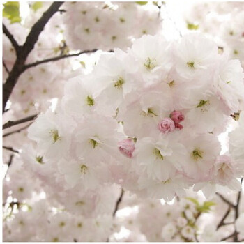 日本染井吉野樱花树苗花苗盆栽庭院植物当年开花四季北方种植 福禄寿