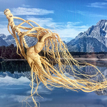 69年野山参超大老山参林下参长白山人参野生人参干参一等人参送礼 69