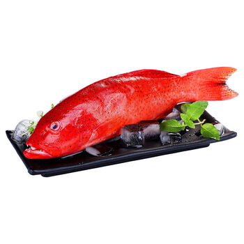 【品质 东星斑鱼】400-500g/条捕捞红星燕尾斑鱼新鲜冻品 【400-500g