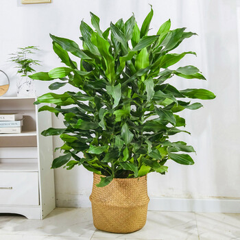 螺纹铁大型盆栽 青叶观叶植物办公室客厅室内绿植 高120-130cm含编织