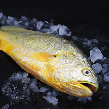 大黄花鱼新鲜冷冻东海生鲜水产鲜活冰鲜生海鱼黄鱼昌盛隆1斤装1条
