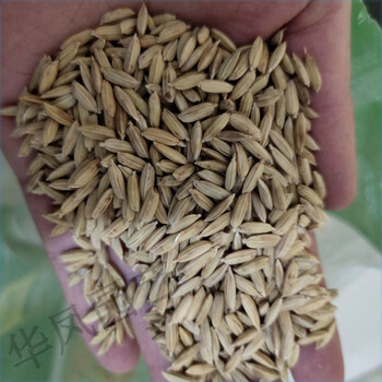 细辛正宗五常稻花香2二号大米水稻种子东北黑龙江五优稻4四号满百