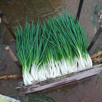 寿禾 大葱小香葱种子山东章丘高产铁杆大葱种籽 小香葱苗 20棵