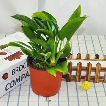 天堂鸟北欧植物盆栽室内大型植物鹤望兰客厅绿植盆栽 金钻15-20高度