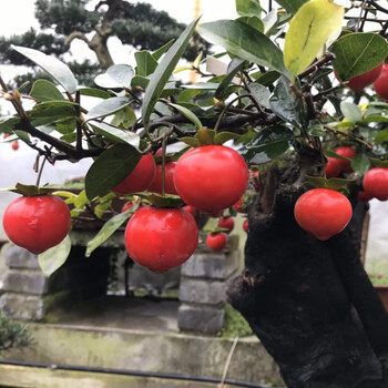 461~480四川金弹子盆景 1号血红果 果子大而亮 数量少 挂果持久 462