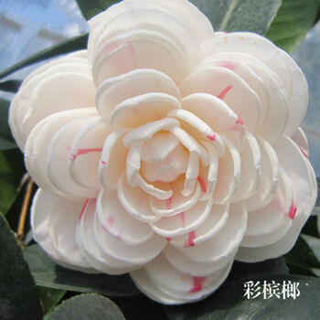 四季茶花盆栽五色茶花带花苞四季香妃茶花树苗室内室外耐寒 彩槟榔 2