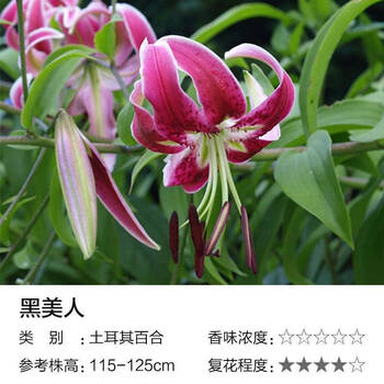 百合种球百合花种子la 矮生多花阳台庭院盆栽四季种 黑美人 其他