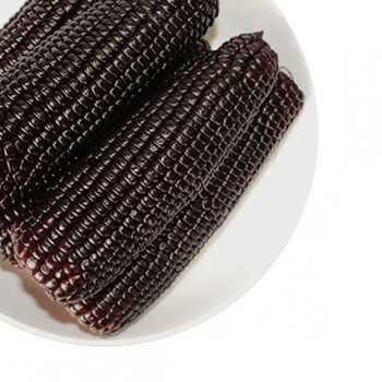 乌粒金花青甜玉米 10根 乌粒金花青甜玉米 山西农科院玉米研究所转基