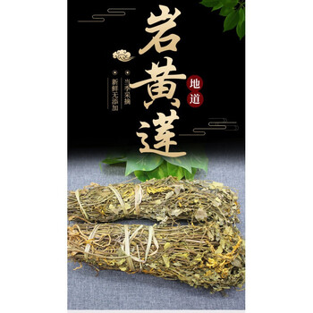 【官方旗舰】岩黄连 岩胡 黄莲茶 岩莲 土莲菊花