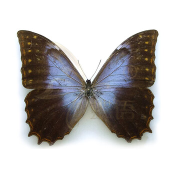 蝶大蓝闪蝶光明女神闪蝶昆虫蝴蝶标本装饰i画摆件礼品 7花冠闪蝶(雄)