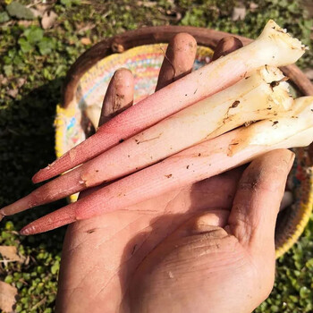 新鲜阳荷笋 阳荷姜嫩姜芽冬笋洋河蘘荷洋霍姜芽蔬菜 1斤