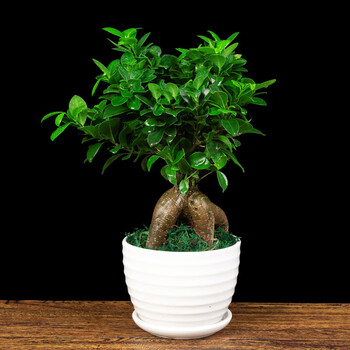 小榕树盆栽花盆人参榕办公室小盆景室内客厅桌面花卉绿植小榕树白圆盆