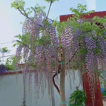 漢檸 紫藤花樹苗四季開花爬藤綠植物紫藤蘿花卉盆栽陽臺庭院室內外