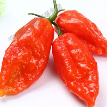 龙息辣椒新鲜 250g/500g 涮涮辣正宗印度魔鬼辣椒辣超变态特辣象鼻