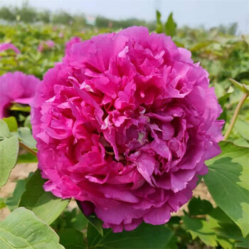 牡丹大花重瓣盆栽带芽孢四季阳台花卉绿植庭院植物10红麒麟710分枝