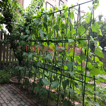 菜园蔬菜架杆爬藤花固定支撑黄瓜番茄葡萄豆角盆栽植物包塑钢管架直径