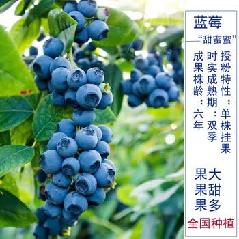 蓝莓苗盆栽北方南方种植特大蓝梅树树苗当年结果果树苗 甜蜜蜜6年苗