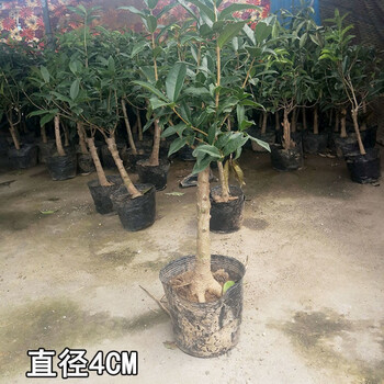 嫁接桂花盆栽日香桂花苗四季桂花树浓香开花盆景树4公分 带培育盆原土发货 四季桂 图片价格品牌报价 京东