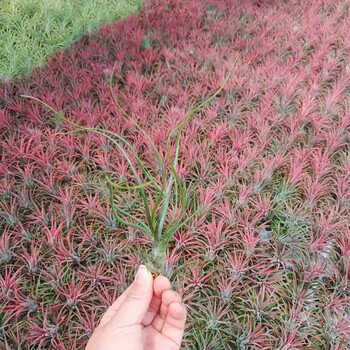 空气凤梨无土植物花期精灵带色限时发售绿植盆栽礼品虎斑送弹簧支架不