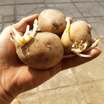 發芽高產黃心土豆種子馬鈴薯種老品種黃皮新鮮洋芋土豆種植苗原種