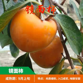 柿子苗树苗嫁接果树苗南方北方种植盆栽地栽火晶柿脆甜柿当年结果镜面柿4年苗 图片价格品牌报价 京东