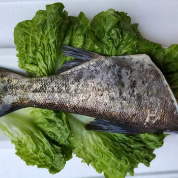 水库鲜活现杀胖大头鱼鲢鱼头剁椒鱼头鱼头煲汤花鲢白鲢酸菜鱼鱼尾五斤