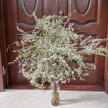 Soumiety 轻奢 遇水开花 干枝雪柳枯木逢春干枝水培鲜花卉懒人花好养寒抖音网红s96 雪柳80 90厘米5枝 不含盆 包活1个月发芽开花 图片价格品牌报价 京东