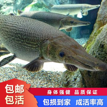 福鱷雀鱔活魚苗大型尖嘴鱷寵物食肉兇猛觀賞魚淡水觀賞魚耐活中型