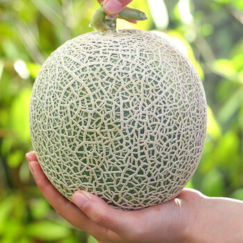 赣香婆山东玫珑蜜瓜网纹蜜瓜冰淇淋甜瓜新鲜水果糯甜瓜山东玫珑密瓜9