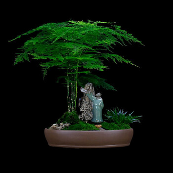 送货上门 澳洲杉红杨小叶紫檀榕树罗汉松榆树清香木迎客松盆栽高档绿植好养办公室礼物文竹 盆子随机 图片价格品牌报价 京东